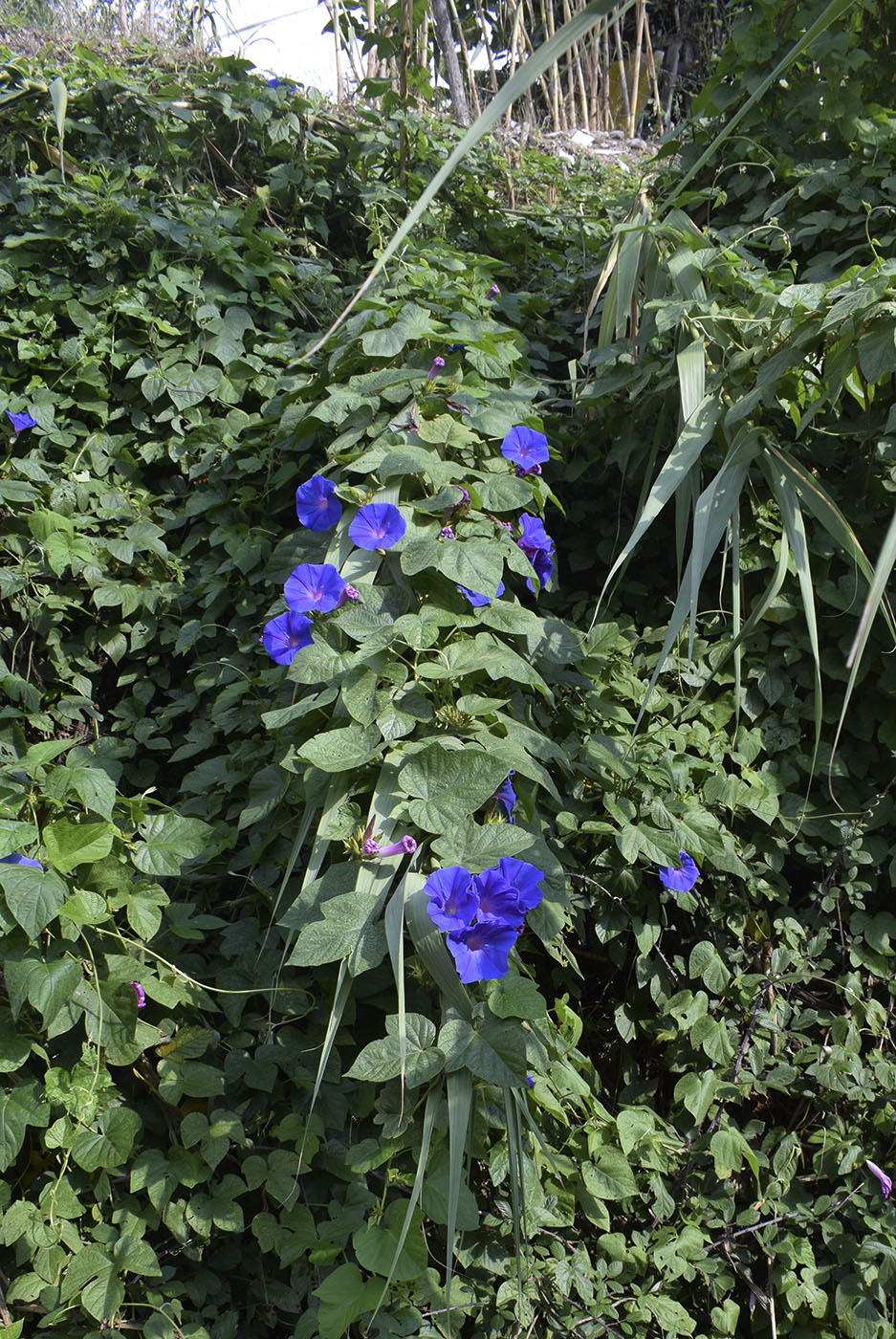 Изображение особи Ipomoea indica.