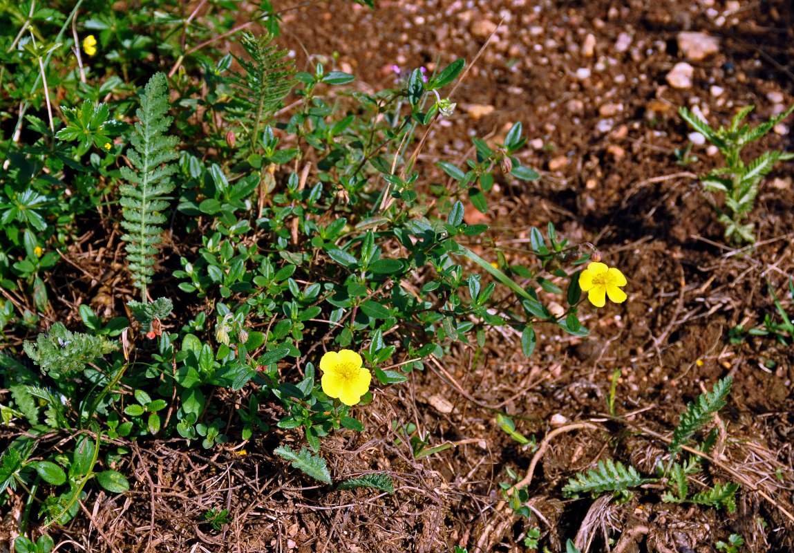 Изображение особи род Helianthemum.