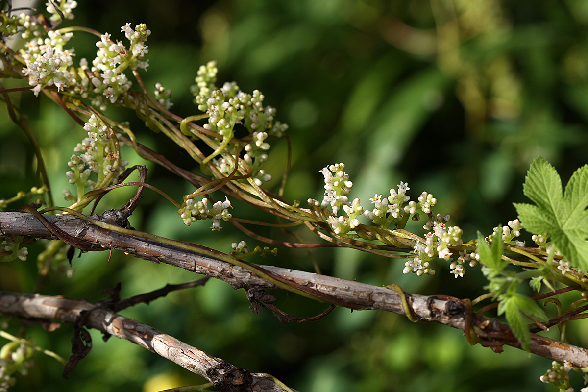 Изображение особи Cuscuta japonica.