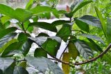 Смотреть изображение род Ficus