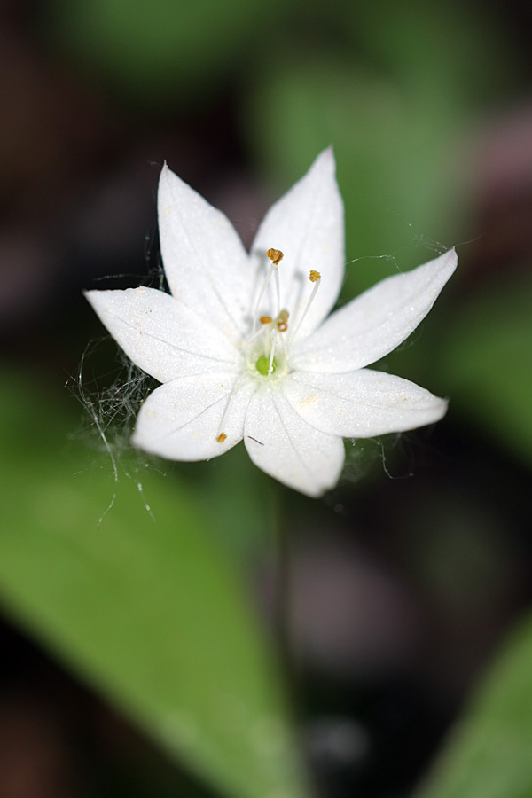 Изображение особи Trientalis europaea.