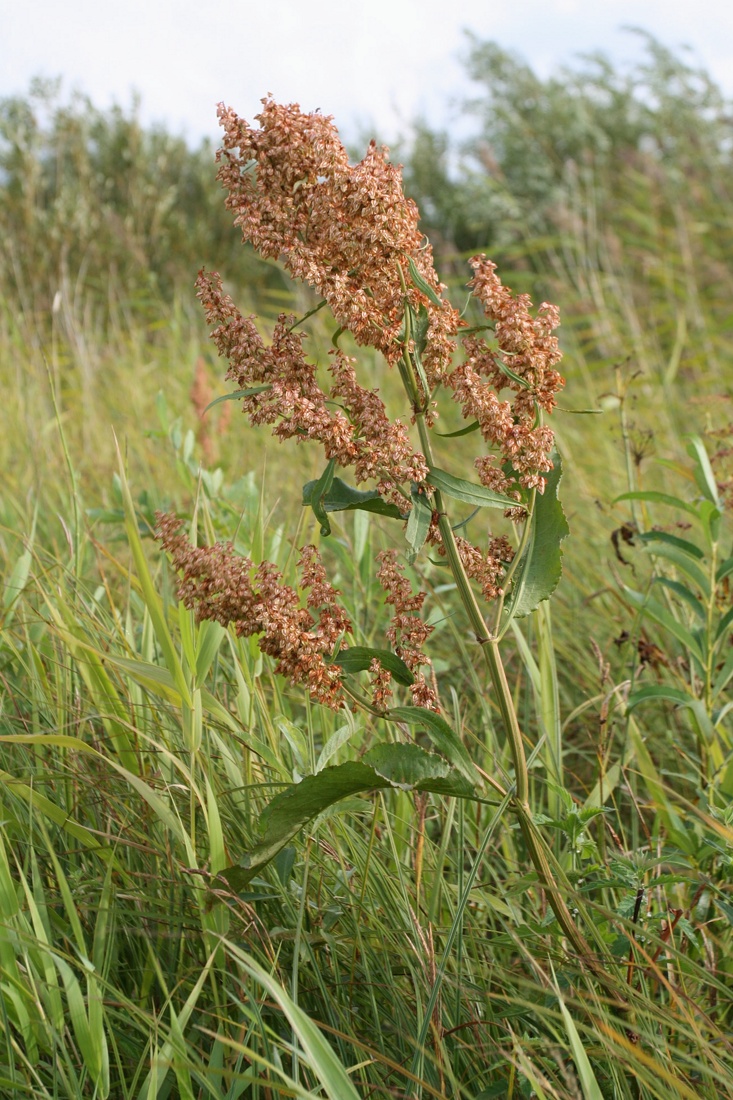 Изображение особи Rumex hydrolapathum.