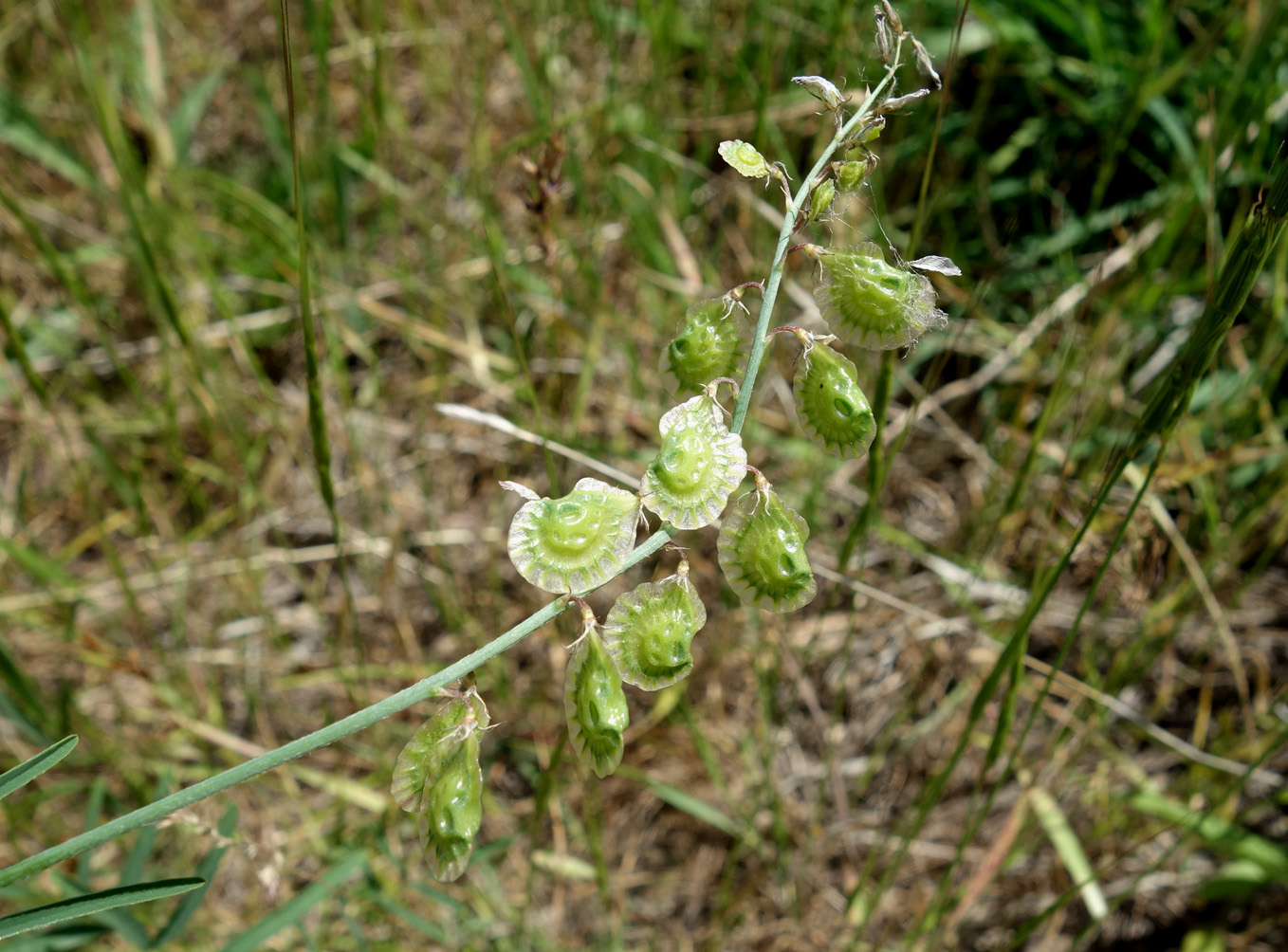 Изображение особи Onobrychis pulchella.