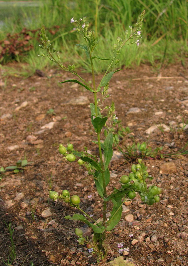 Image of Veronica anagallis-aquatica specimen.