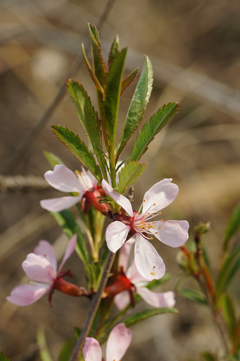 Изображение особи Amygdalus nana.