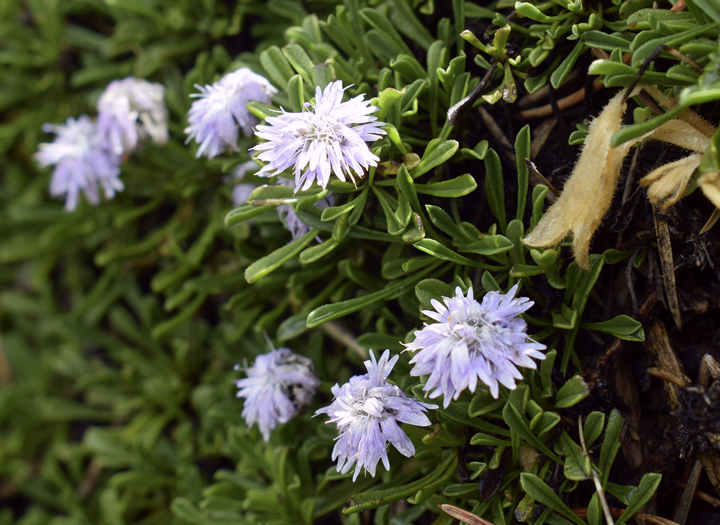 Image of Globularia repens specimen.