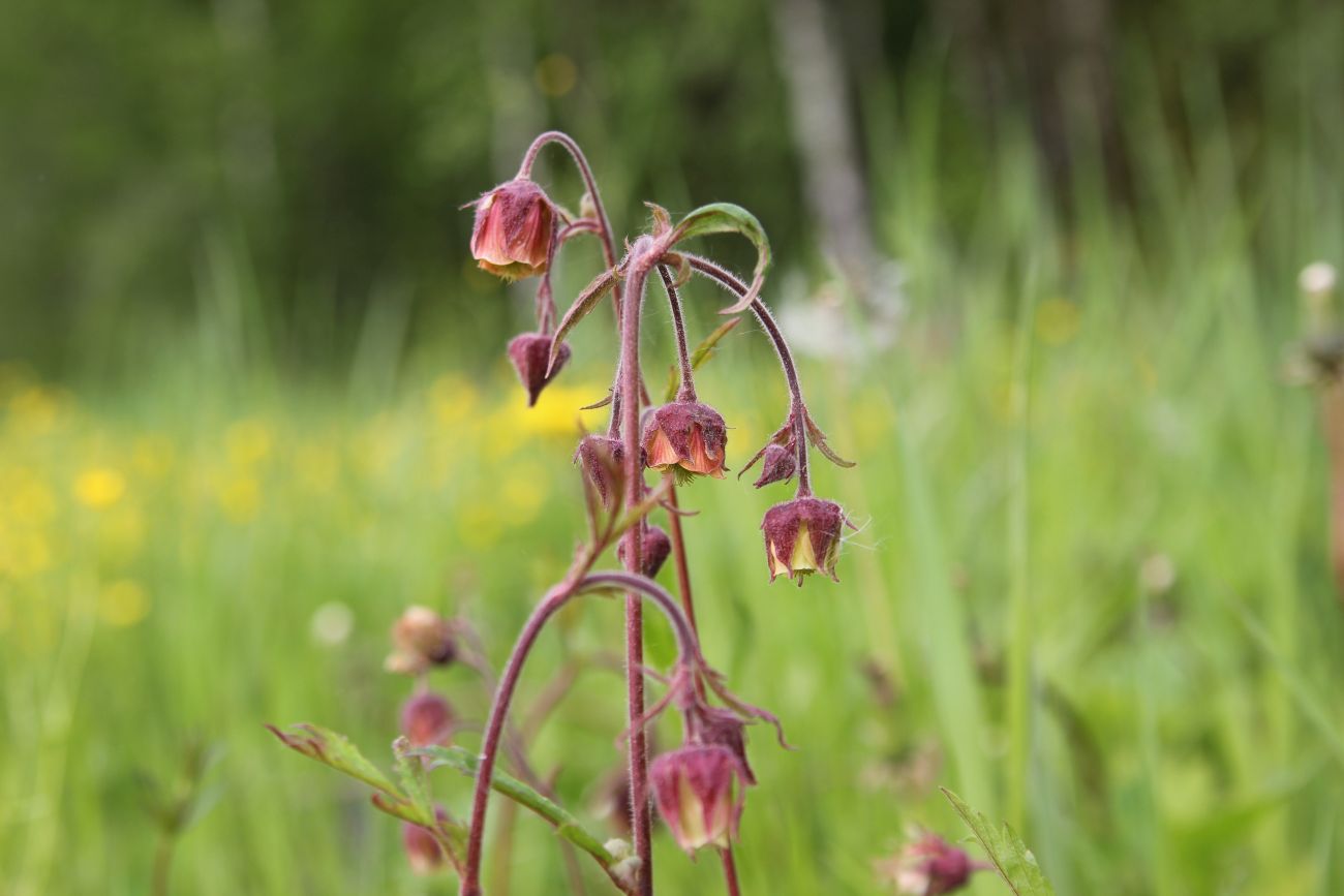 Изображение особи Geum rivale.