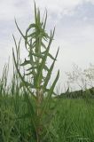 Sonchus palustris