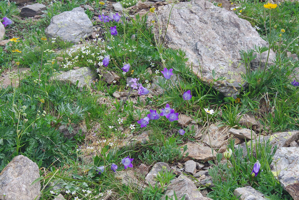 Image of Campanula biebersteiniana specimen.