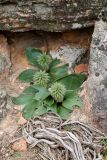 Eucomis regia