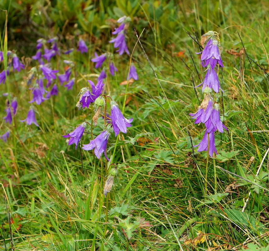 Изображение особи род Campanula.