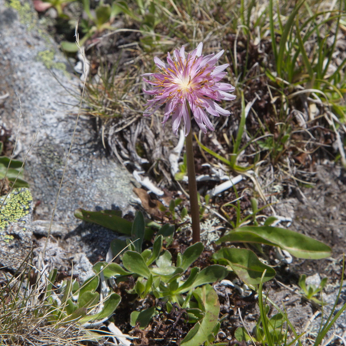 Изображение особи Taraxacum porphyranthum.