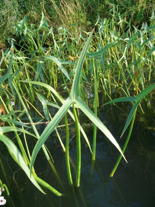 Image of Sagittaria sagittifolia specimen.