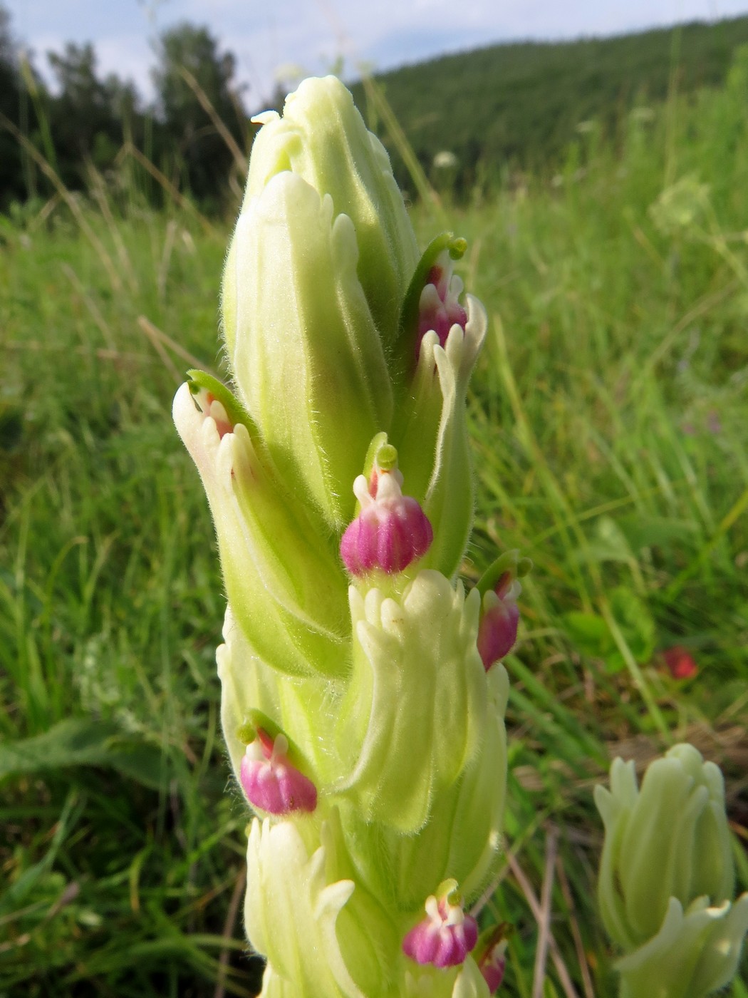 Изображение особи Castilleja pallida.