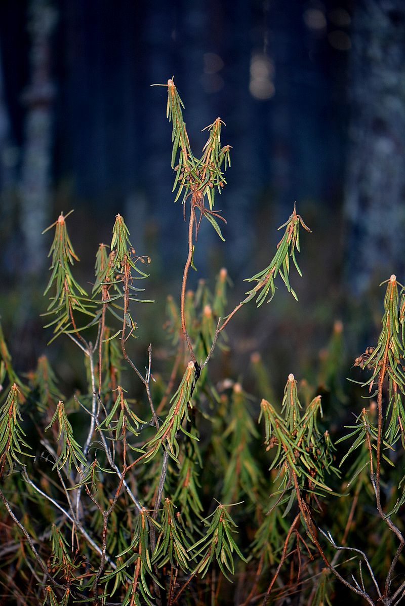 Image of Ledum palustre specimen.