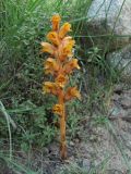 Orobanche alba subspecies xanthostigma. Цветущее растение. Кабардино-Балкария, Эльбрусский р-н, долина р. Ирик, ок. 2000 м н.у.м., у тропы. 06.07.2020.