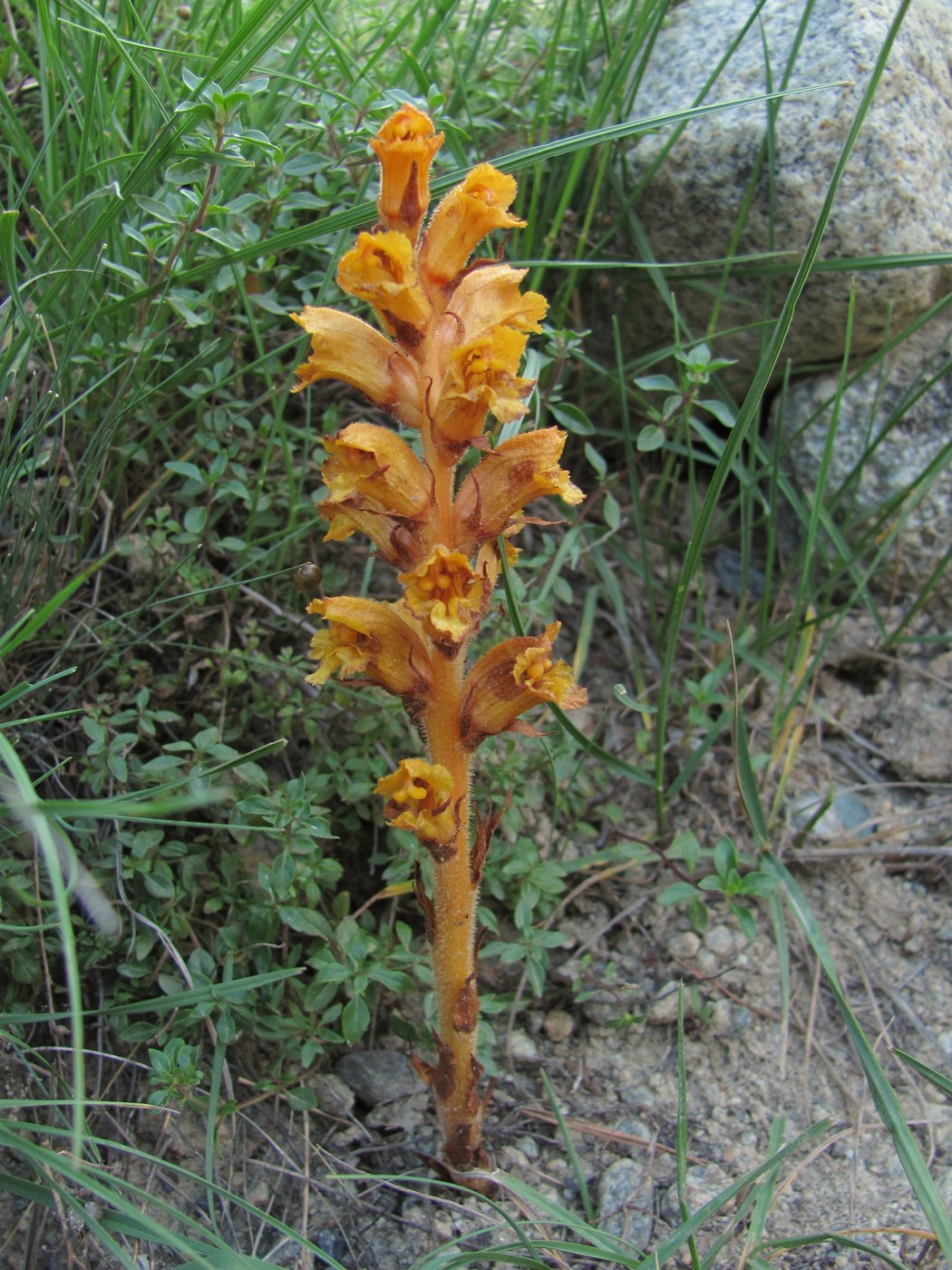 Image of Orobanche alba ssp. xanthostigma specimen.