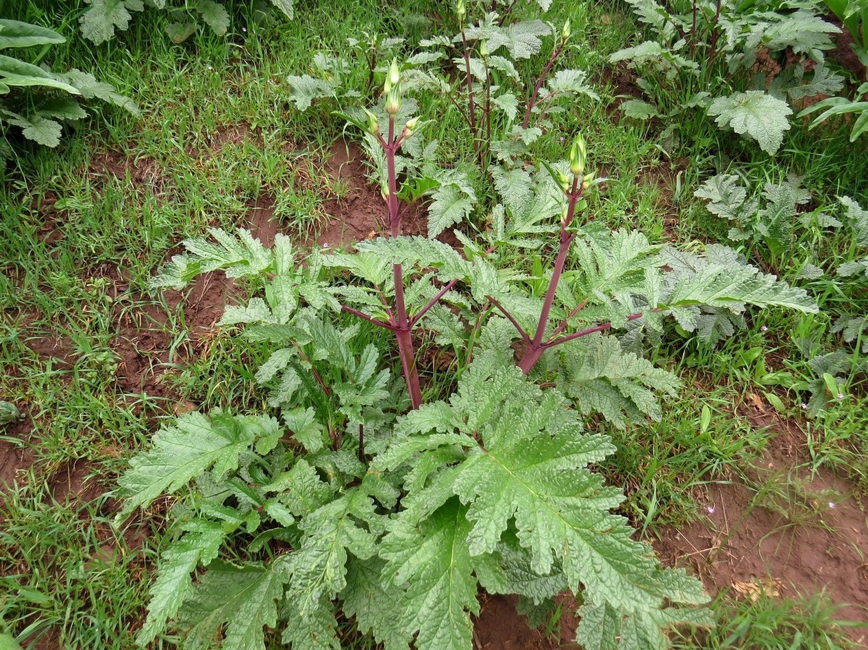 Изображение особи Phlomoides lehmanniana.