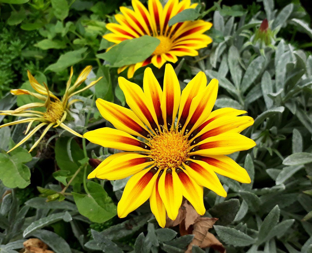 Изображение особи Gazania &times; hybrida.