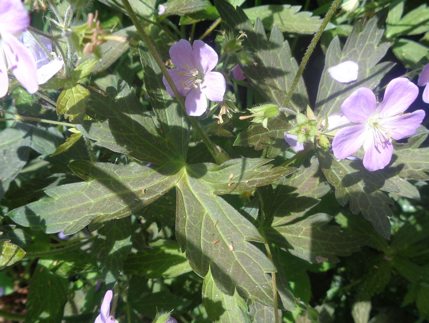 Image of genus Geranium specimen.