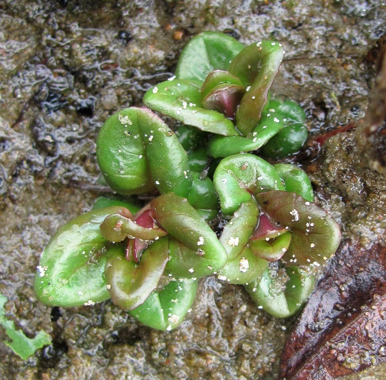 Image of Epilobium adenocaulon specimen.