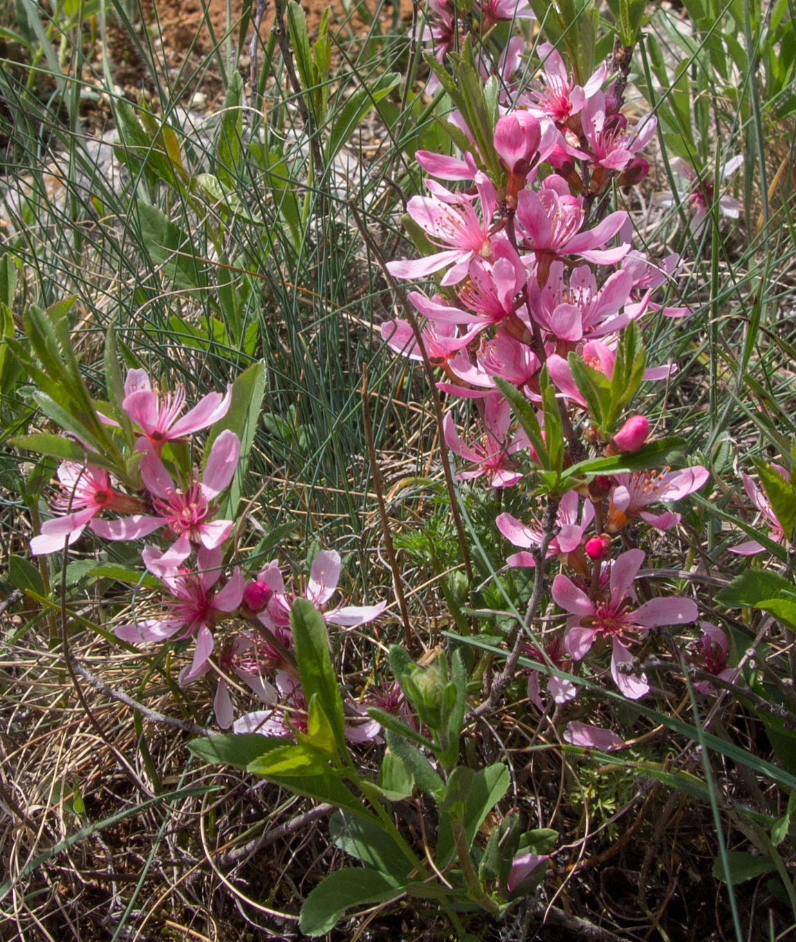 Изображение особи Amygdalus nana.