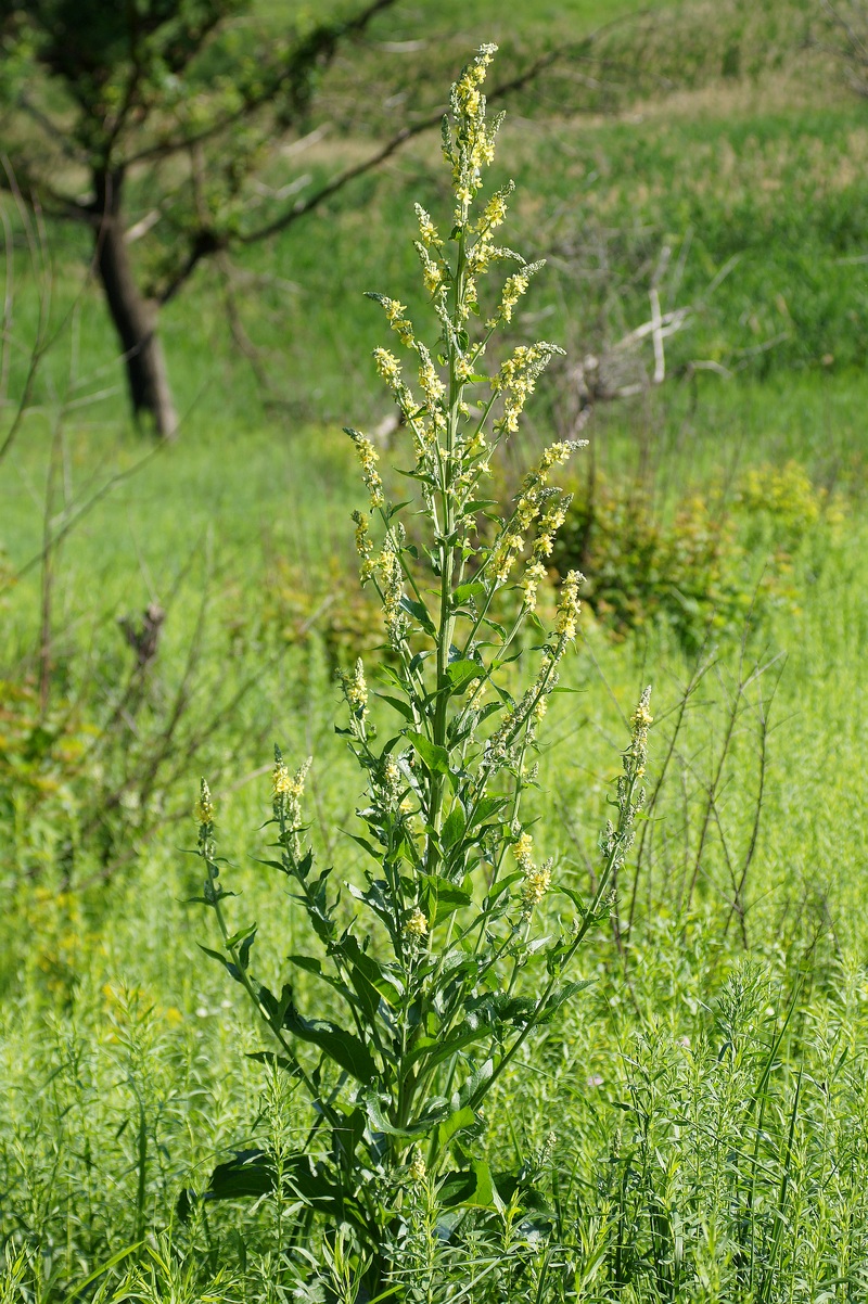 Image of Verbascum lychnitis specimen.