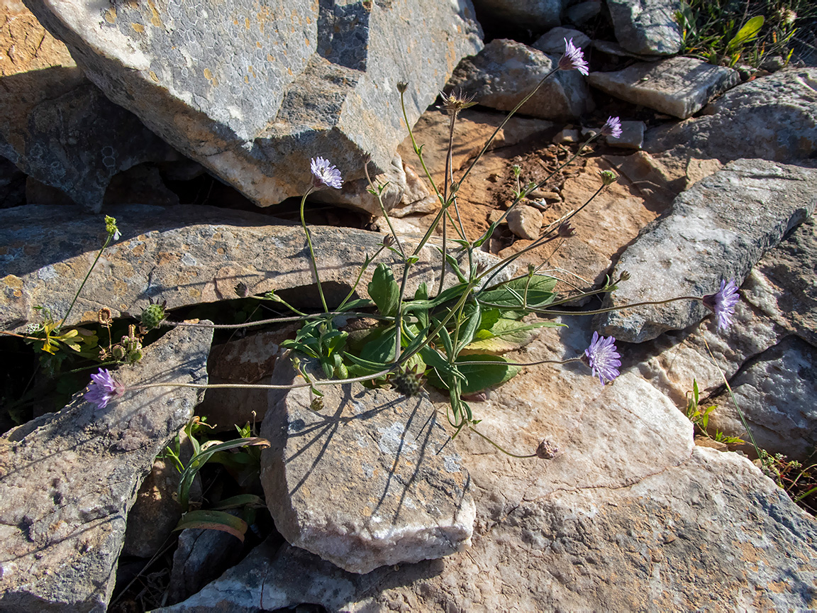 Image of Knautia integrifolia specimen.