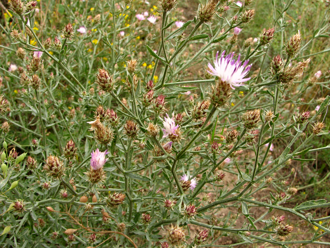 Image of genus Centaurea specimen.