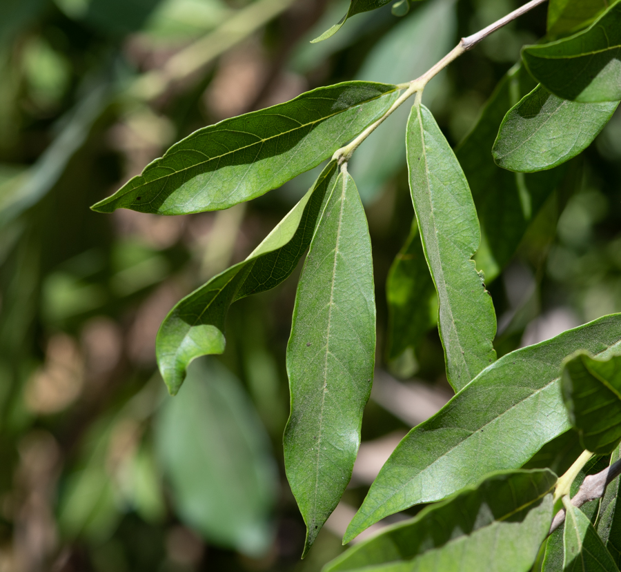 Image of Combretum kraussii specimen.