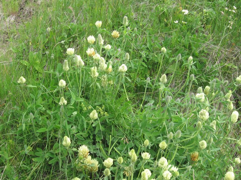 Image of Trifolium trichocephalum specimen.