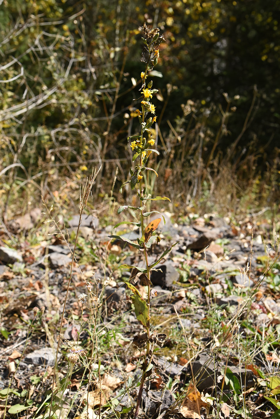 Изображение особи род Hieracium.