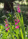 genus Gladiolus. Верхушки цветущих растений. Абхазия, г. Сухум, Сухумский ботанический сад, в культуре. 14.05.2021.