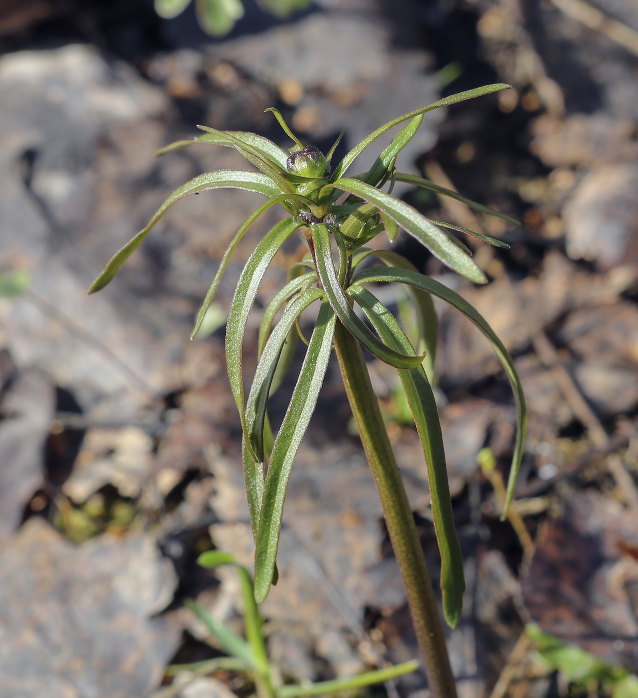 Изображение особи Ranunculus auricomus.