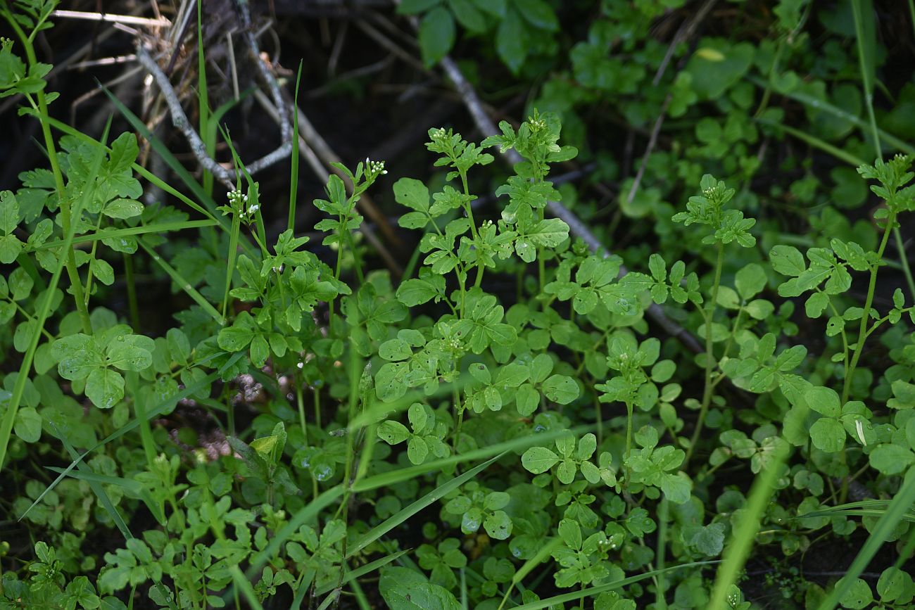 Изображение особи Cardamine amara.