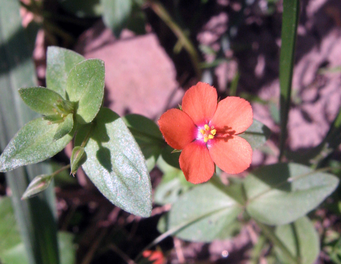 Изображение особи Anagallis arvensis.