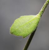 Draba cardaminiflora