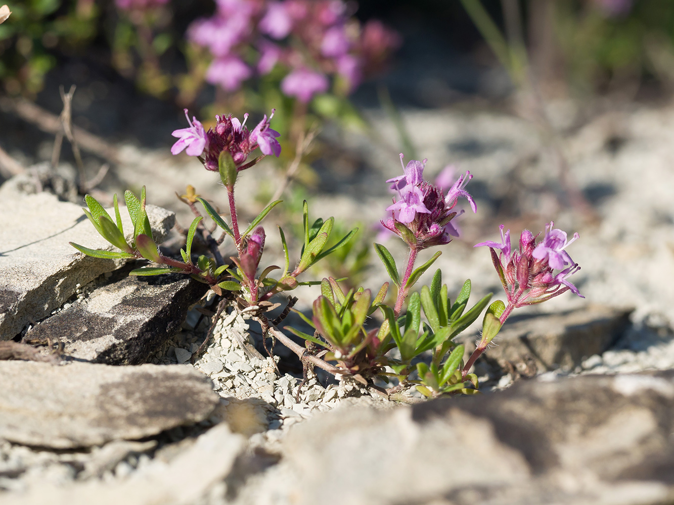 Image of Thymus sessilifolius specimen.