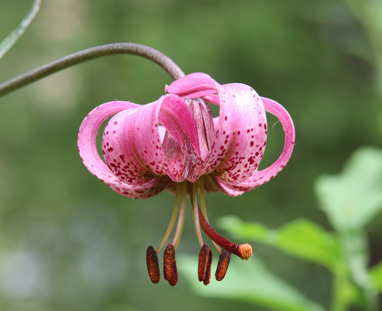 Image of Lilium pilosiusculum specimen.