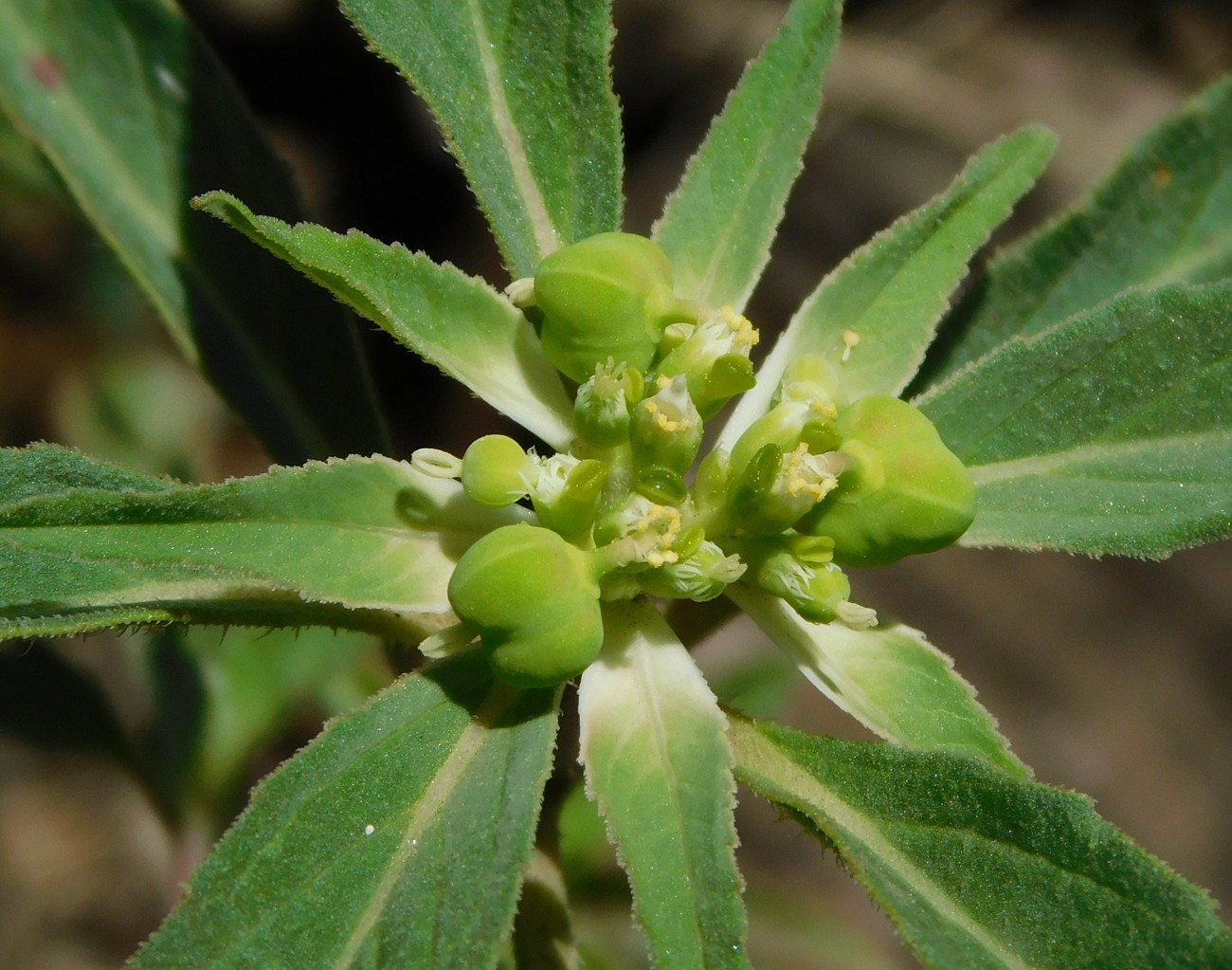 Изображение особи Euphorbia davidii.