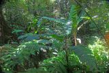 genus Musa. Отцветающее растение. Малайзия, штат Саравак, округ Мири, национальный парк «Мулу». 10.03.2015.