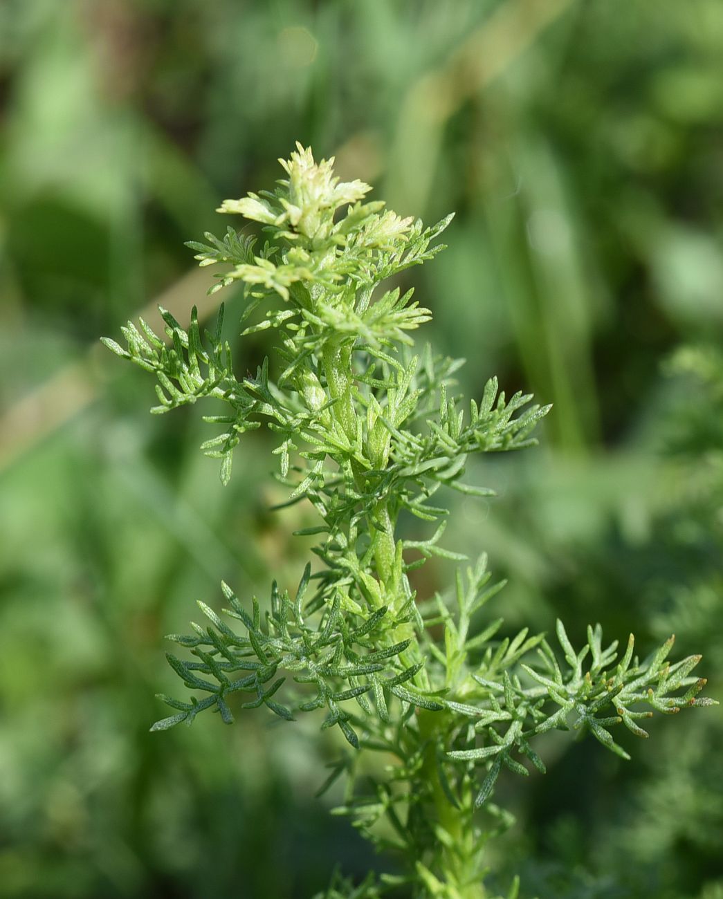 Image of Artemisia chamaemelifolia specimen.