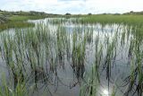 Carex rostrata