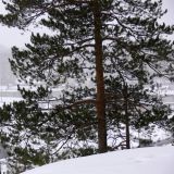 Pinus sylvestris. Часть кроны взрослого дерева. Свердловская обл., окр. г. Североуральск, известняковая скала, южная сторона. 01.05.2007.