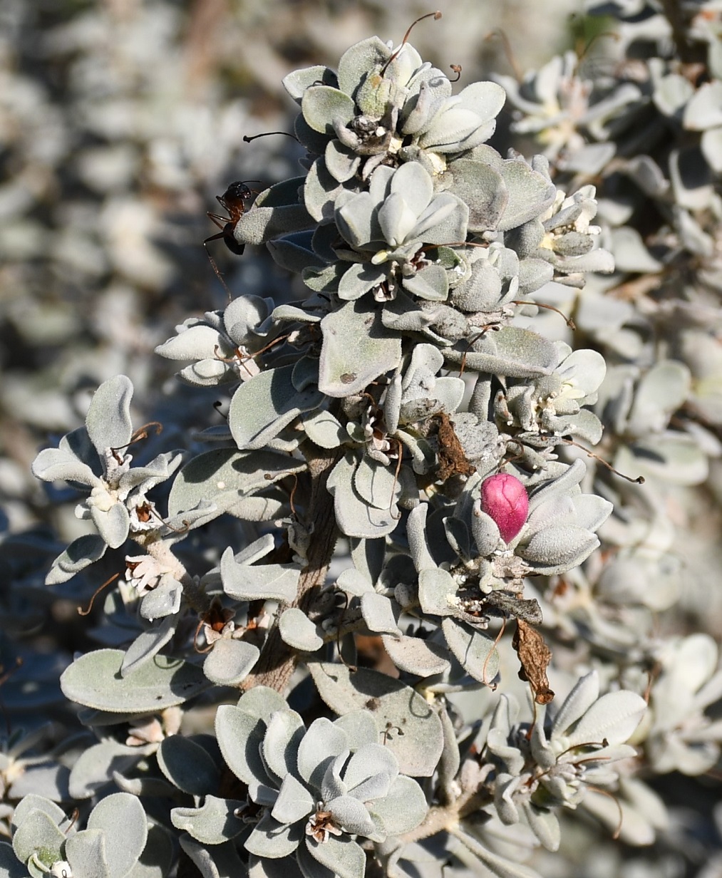 Изображение особи Leucophyllum frutescens.