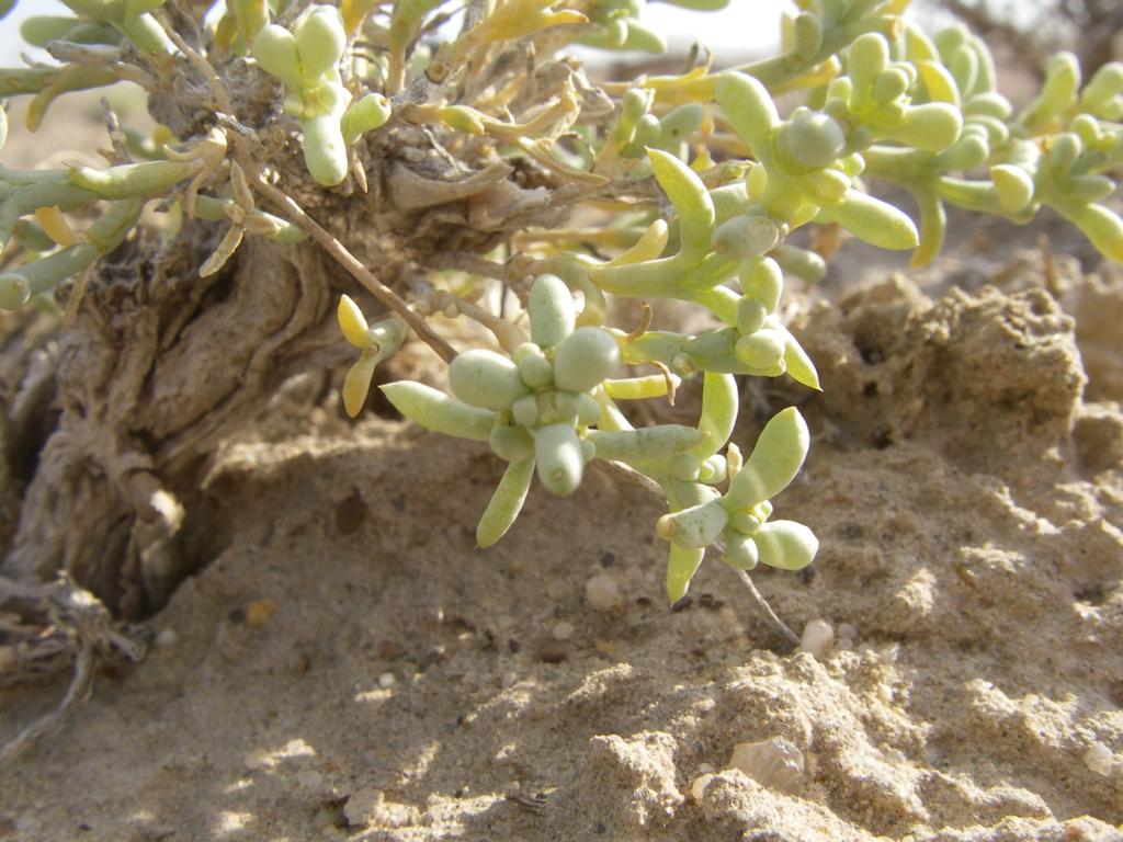 Image of genus Arthrophytum specimen.