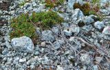 Loiseleuria procumbens. Плодоносящее растение. Кольский полуостров, горы Хибины, верховья руч. Сев. Каскаснюнйок, каменистая тундра. Начало августа.