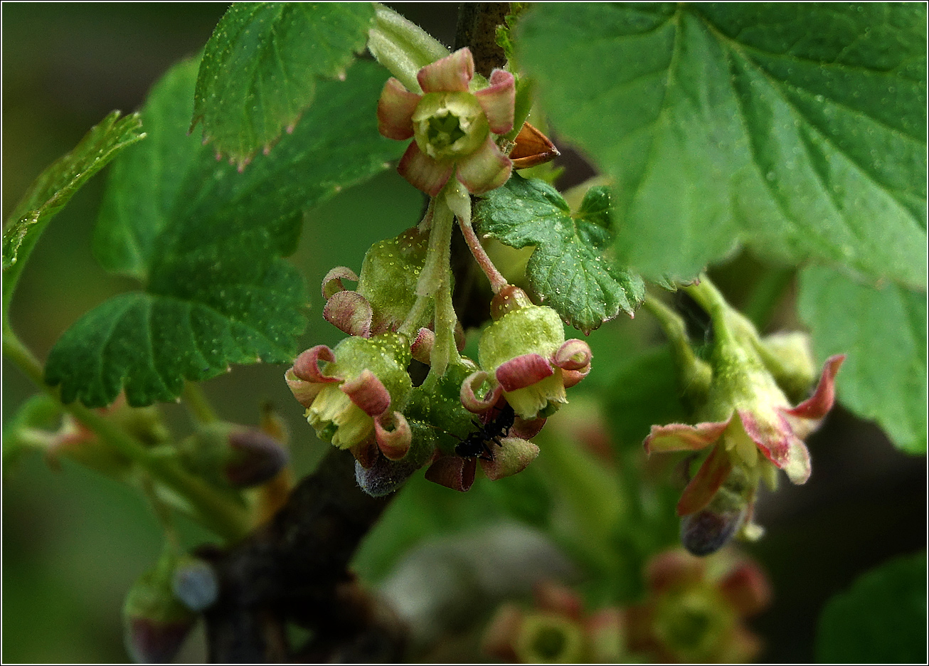 Image of Ribes nigrum specimen.