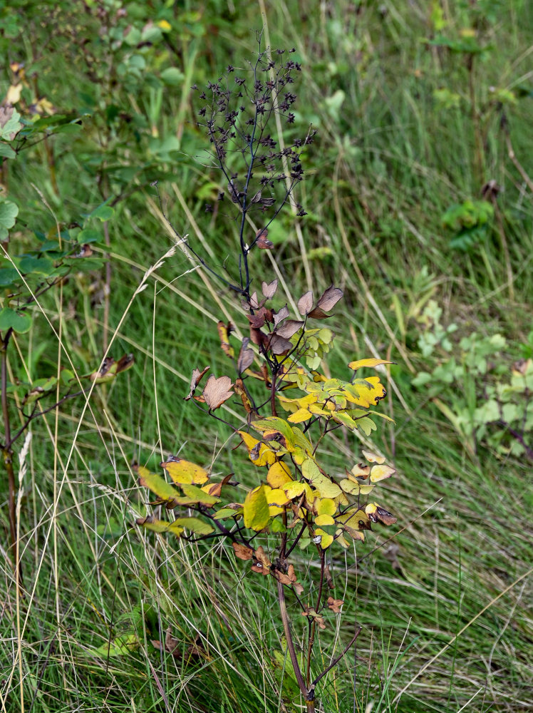 Image of Thalictrum sachalinense specimen.