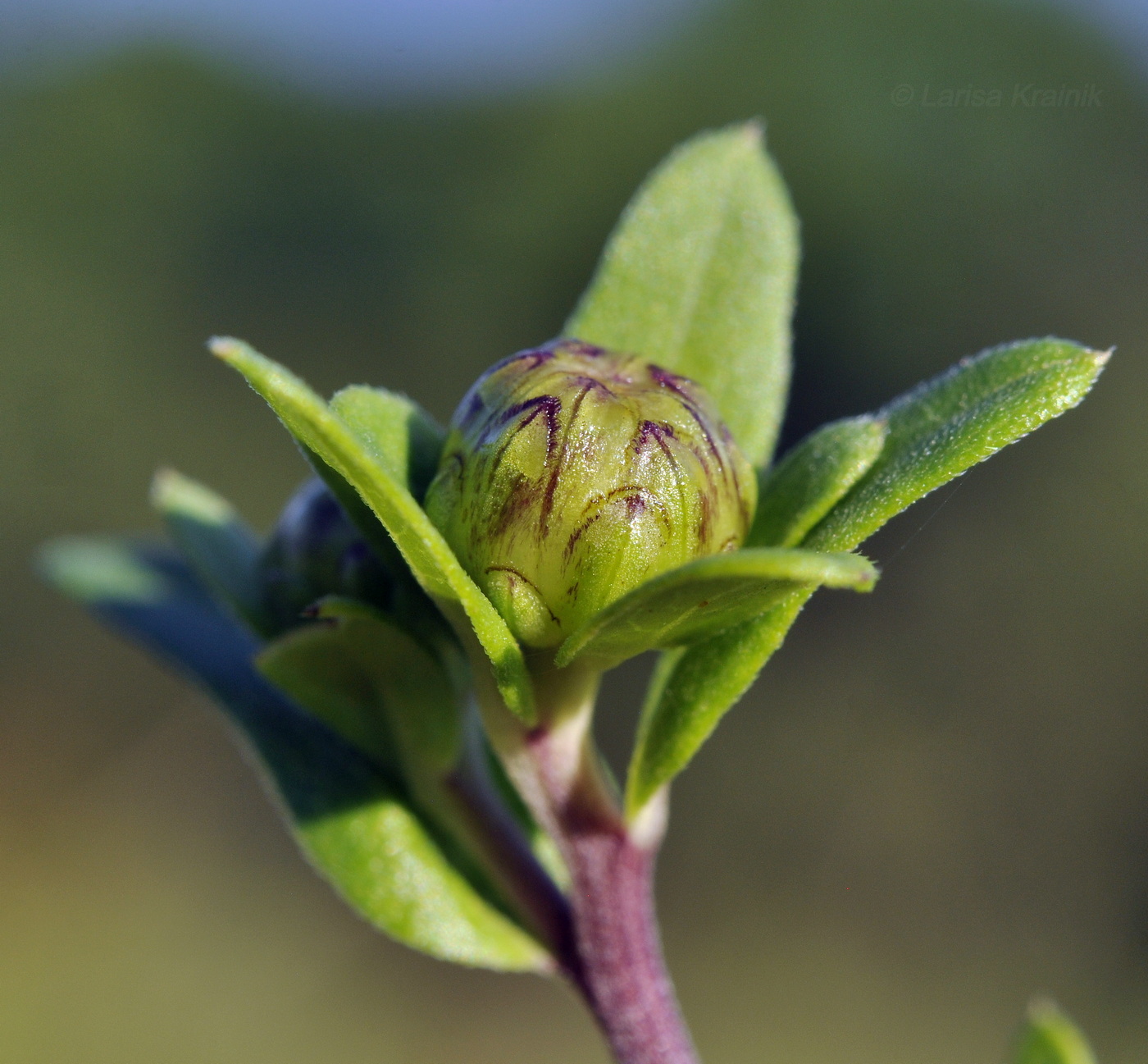 Изображение особи Aster maackii.